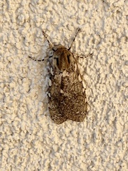 Pseudohemihyalea labecula