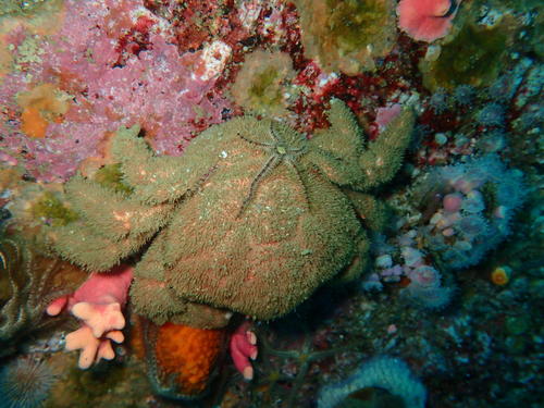 Dromidia aegibotus