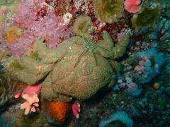 Dromidia aegibotus