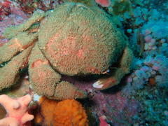 Dromidia aegibotus
