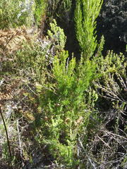 Erica inconstans