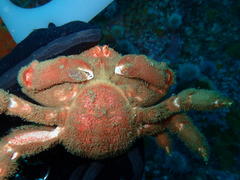 Dromidia aegibotus