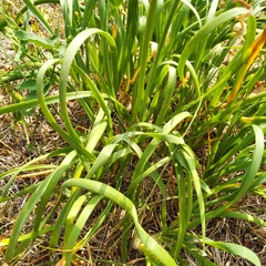 Allium angulosum