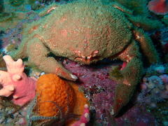 Dromidia aegibotus