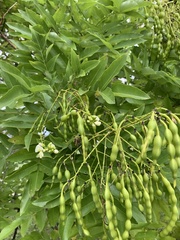 Styphnolobium