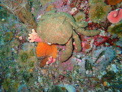 Dromidia aegibotus