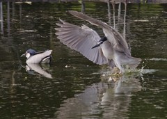Nycticorax nycticorax
