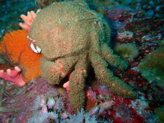 Dromidia aegibotus