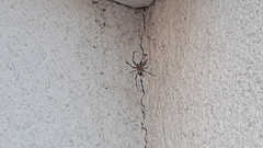 Araneus diadematus