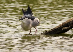 Nycticorax nycticorax