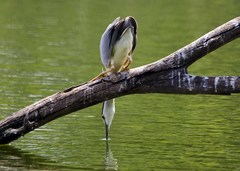 Nycticorax nycticorax