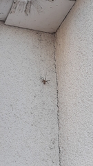 Araneus diadematus