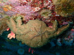 Dromidia aegibotus