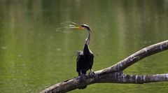 Anhinga melanogaster