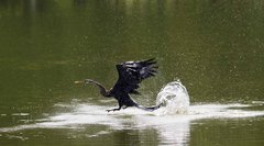 Anhinga melanogaster