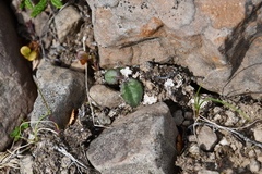 Endocellion sibiricum