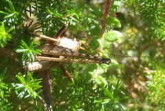 Alfredectes semiaeneus