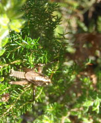 Alfredectes semiaeneus