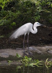 Ardea alba