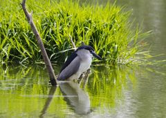 Nycticorax nycticorax