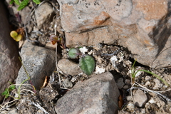 Endocellion sibiricum