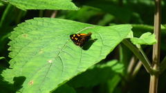Metisella metis paris