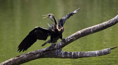 Anhinga melanogaster