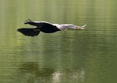 Anhinga melanogaster