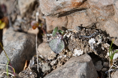 Endocellion sibiricum