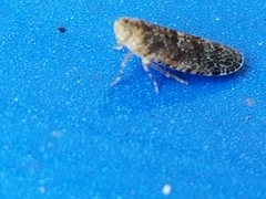 Catonia nava