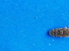 Catonia nava