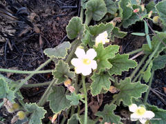 Cucumis hirsutus