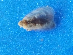 Catonia nava