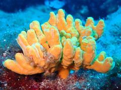 Axinella verrucosa