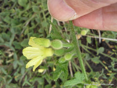 Cucumis hirsutus