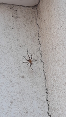 Araneus diadematus