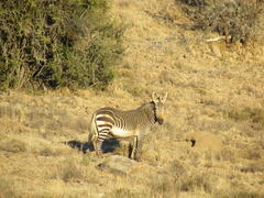 Equus zebra zebra