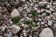 Endocellion sibiricum