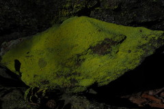 Chrysothrix chlorina