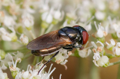 Chrysogaster coemiteriorum