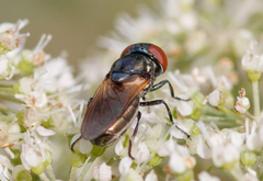 Chrysogaster coemiteriorum