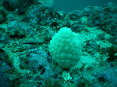 Aplidium fuegiense