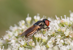 Chrysogaster coemiteriorum