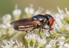 Chrysogaster coemiteriorum