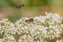 Chrysogaster coemiteriorum