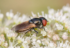 Chrysogaster coemiteriorum