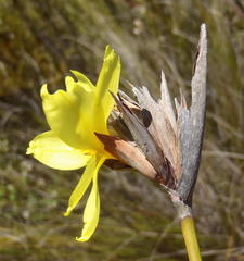 Bobartia robusta