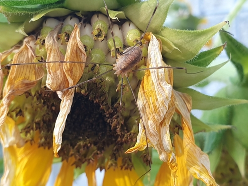 Canestrini's Harvestman, 4615 GA Bergen op Zoom, Nederland, photo 6 of 10