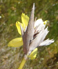 Bobartia robusta