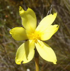 Bobartia robusta